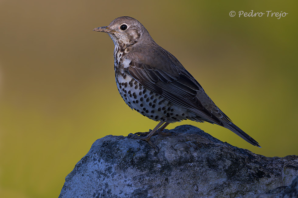 Zorzal charlo (Turdus viscivorus)